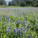 성은비료 이미지