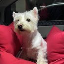 멍뭉유치원 이미지