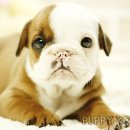 코리아 퍼피 이미지