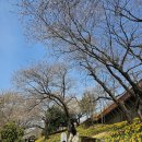 황령산유원지 생태숲 | 부산 벚꽃 수선화 명소 황령산유원지생태숲 아이랑 가기 좋은 놀이터