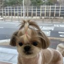 로멍스 이미지