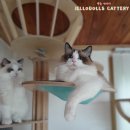 젤로돌스 이미지