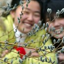 개나리 멍멍 이미지