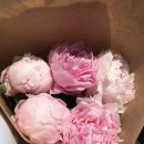 London Columbia Road Flower Market | 일요일에만 오픈하는 콜롬비아 로드 플라워 마켓 방문 후기