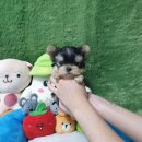 명품켄넬 | 광주강아지분양 요크셔테리어 입양 절차 후기