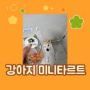 꽃댕이 멍집사 이미지