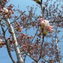 대구 해서초등학교 앞 벚꽃. 이미지