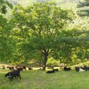 튼튼목장 이미지