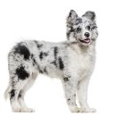 NOBLESSE.PET 이미지