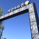 스타벅스 인천계양 | 천만송이 가을꽃 국화 &amp;이천만송이 백일홍 인천 계양 아라온🌸 방문 후기