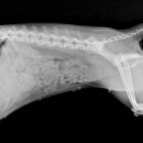 가평동물병원 이미지