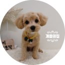 개들의 집 펫살롱 이미지