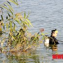 서천소방서-51 이미지