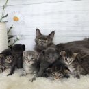 고양이전문점 허니캣 이미지