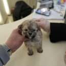 우아퍼피 | 대구강아지분양 홍스퍼피에서 만난 사랑스러운 반려견 신뢰로 가득한 분양 후기