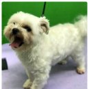 비오비 펫살롱 이미지