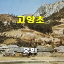 고향초 - 홍민(1973) 이미지