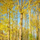 은행마을6번길 | 경주 도리마을 은행나무숲