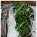 왕산농장 이미지