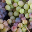 유럽농장 이미지