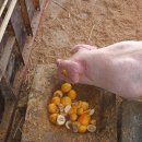 고려축산 이미지