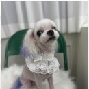 테리몽 이미지