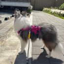 참좋은유치원 - 남구 | [반려일상] 용인한숲시티 강아지유치원 꼬순내반상회 한 달 다녀본 솔직 후기