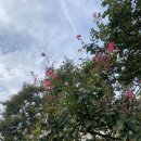 울랄라피씨 | [공주 필수 코스] 사대부고 친구들과 백제문화제 탐방! 🐻