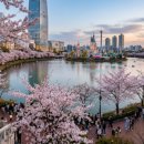 순복음대구교회 | [서울/여의도] 2026 여의도 윤중로 벚꽃축제 완벽 가이드: 주차 및 교통통제 &amp; 더현대 서울 맛집 🌸