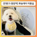 뉴데이 반려견 미용실 | 은평구 응암역 애견미용 강아지미용 추천, 말티푸 제니 단골 미용실 뽀송데이