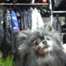 꼬마애견 이미지