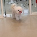 시블링즈 이미지