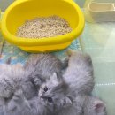 몽냥몽냥 강아지분양 고양이분양 김포점 이미지