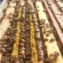 김용수농장 이미지