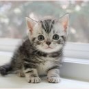 미유펫대구 강아지분양고양이분양(도그플러스동물병원) 이미지