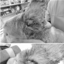 이도메디컬 이미지