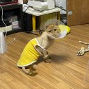 꽃냥이 | 연신내 고양이 무마취 미용 꽃냥이네 여기가 원탑이다 내돈내산 후기