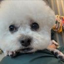 내안에너있DOG 이미지