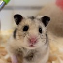 로던트클럽 화정 본점 이미지