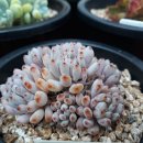 블루빈스 이미지