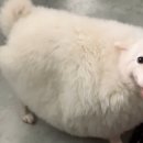 털찐강아지 이미지