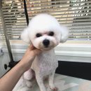 온양애견미용 이미지