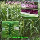 곡성-117 이미지