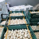 석성농장 이미지