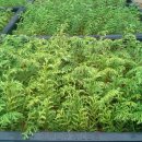 편백하우스 이미지