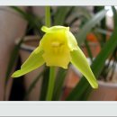 꽃보다 보세 이미지