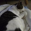 오무행 | 오무 클쿠 고양이 방석 후기(강추)