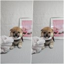 왕초켄넬 이미지