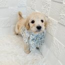 오독안심분양센터 강아지분양 고양이분양 하남점 이미지