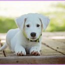 하얀강아지 이미지